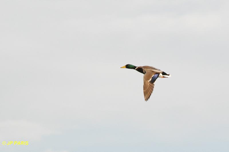 Canard colvert